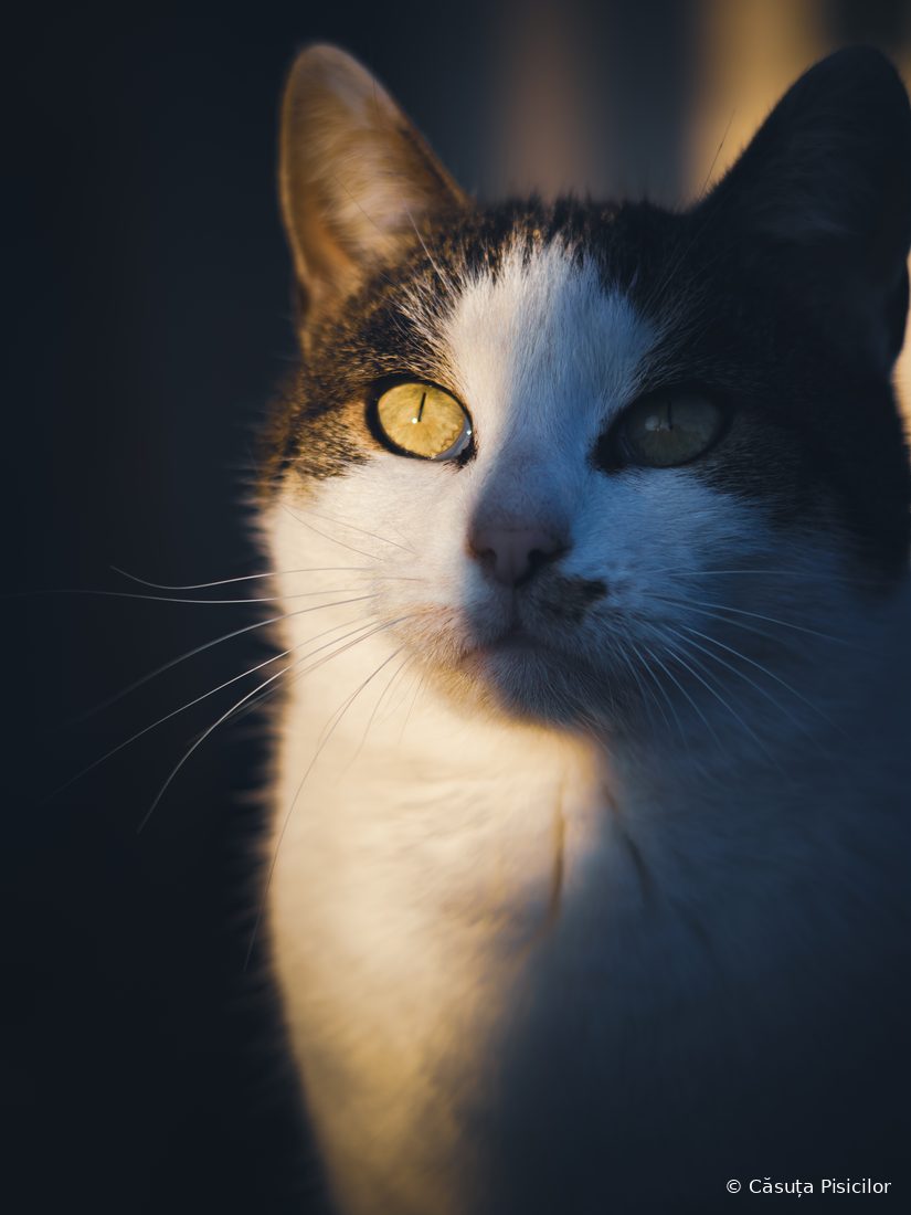 Print de artă: portret dramatic cu Luffy în lumină și umbră