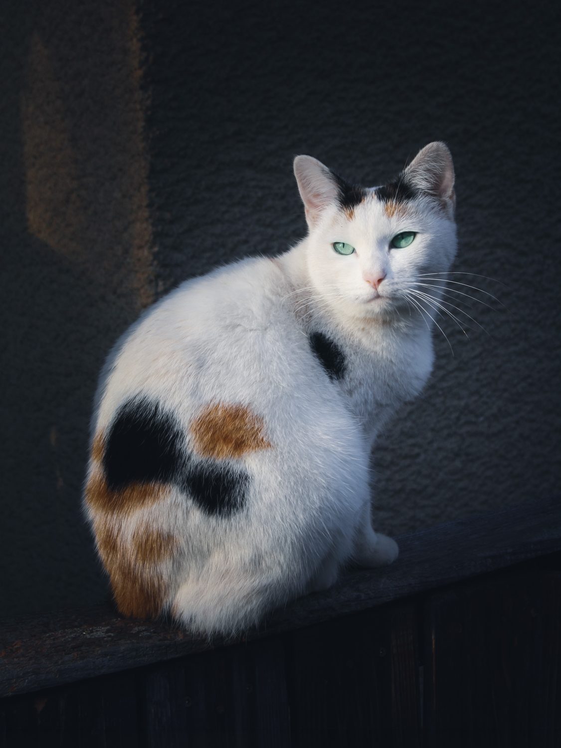 Erza, pisică albă cu pete calico, așezată în lumină dramatică
