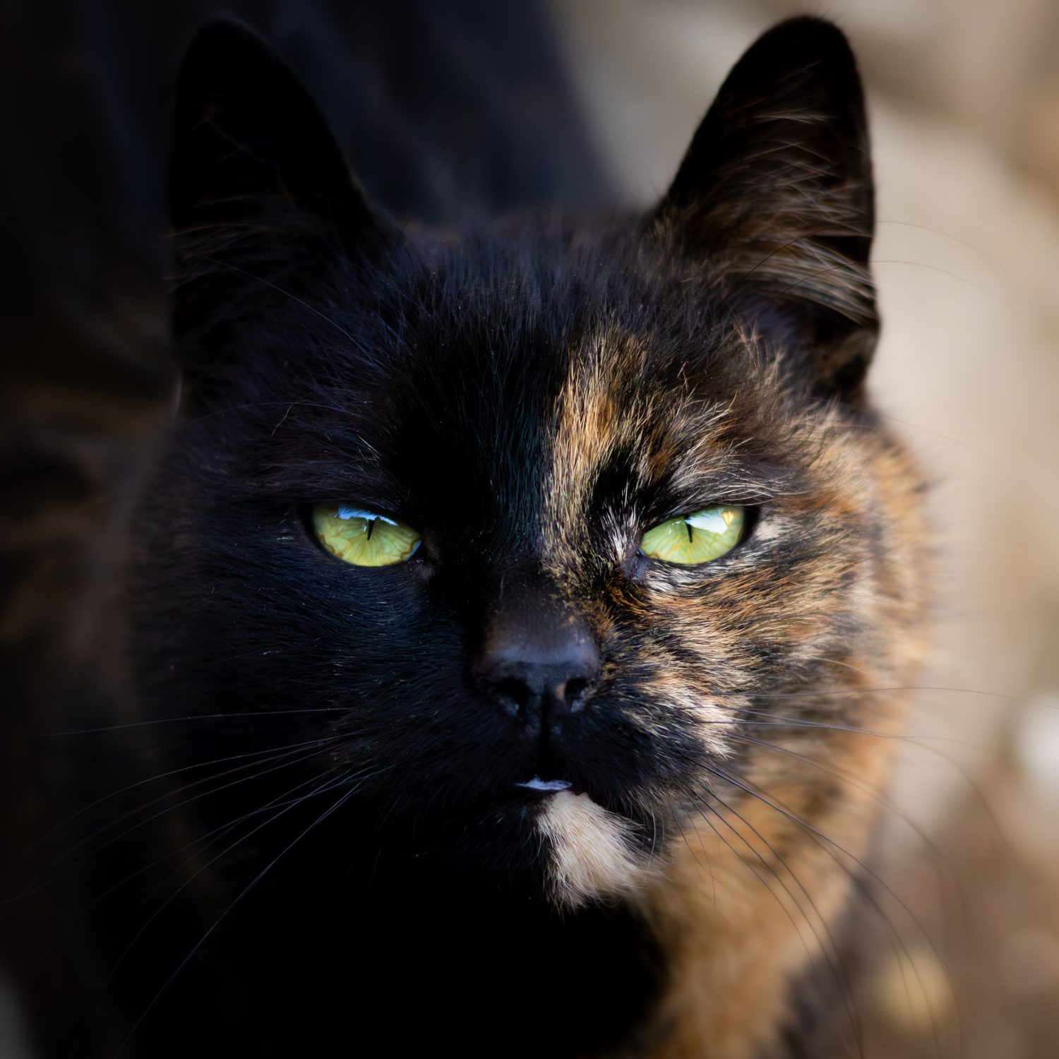 Skinny, pisică tortoiseshell cu ochi verzi, portret dramatic