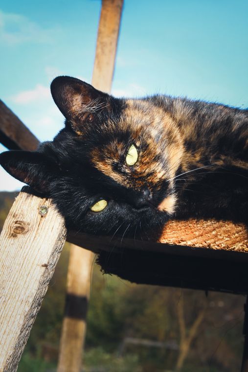 Skinny tolănită pe marginea acoperișului