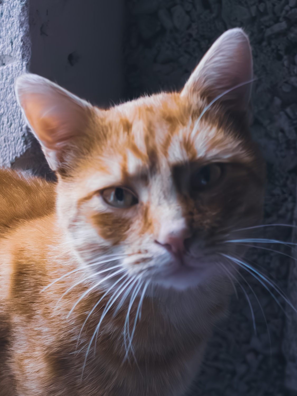 Timi, pisic portocaliu cu alb, portret de aproape