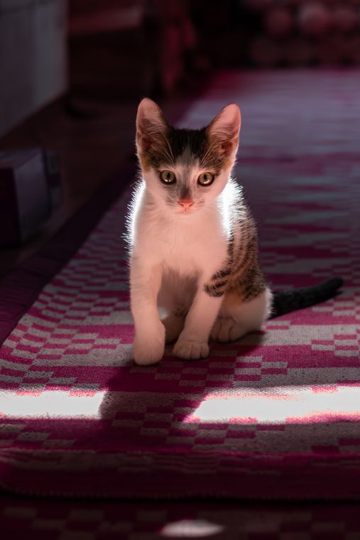 Uly într-o rază de lumină